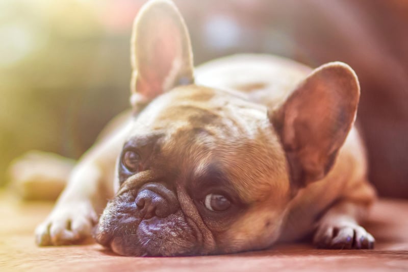 The French Bulldog has enjoyed huge popularity in recent years and was the second most common canine purchase of 2020, after the Labrador Retriever. A huge 39,266 were registered with the Kennel Club.