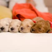 A few handy tips can make it easier to get a puppy used to your home.