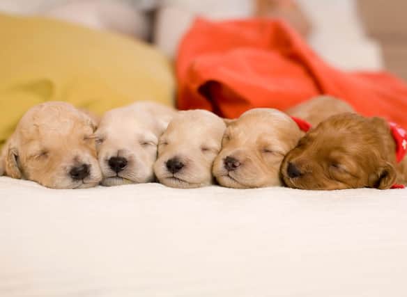 A few handy tips can make it easier to get a puppy used to your home.