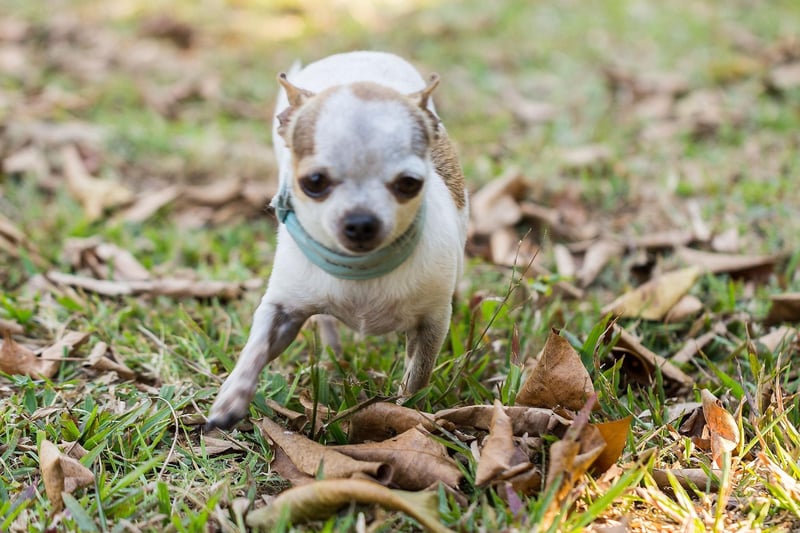 It may come as a surprise to see the tiny Chihuahua on this list, but small dogs also have small bladders, meaning they need to be taken out several times a day to do their business. Some Chihuahuas can also be very difficult to train, so potential owners need to ask themselves if it's worth taking the risk.