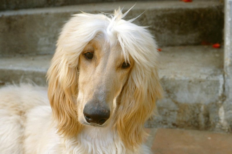 If an Afghan Hound is put in a stressful situation its natural reaction will be to refuse to move, sometimes even falling asleep to deal with something it finds unpleasant.