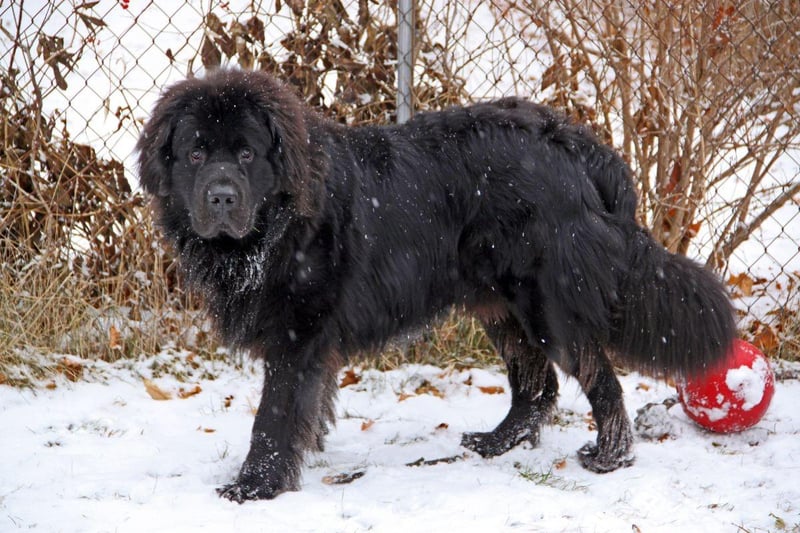 Like the Labrador, the web-footed Newfoundland was used by fishermen to help them bring in the daily catch. Their thick coats mean they can stay in icy water for longer than almost any other dog - and these days they are frequestly used as search and resuce dogs. A reall all-rounder.
