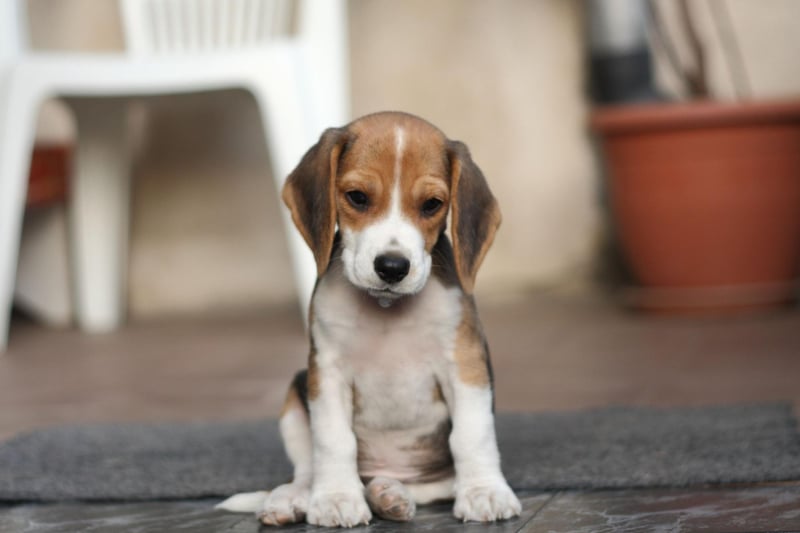 The Beagle was originally bred to hunt hare (leading to the pursuit becoming known as beagling) but now make great family pets - a total of 2,491 of the fun-loving if occasionally stubborn breed were added to the Kennel Club books last year.