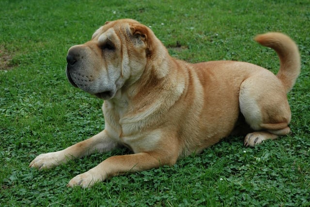 With a top speed of around 13mph, the Shar-pei is unlikely to ever go fast enough to smooth out those adorable wrinkles.
