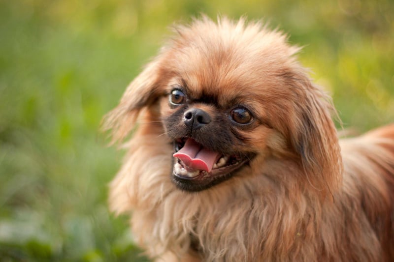 Another small dog that makes up for its tiny size by yapping and nipping, the Pekingese will not respond well to children interfering with its toys or manhandling them.