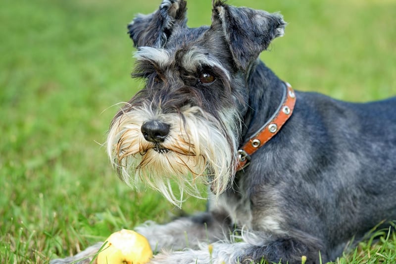 Just missing out on a place in the top 10 is the Miniature Schnauzer, which originated in Germany in the middle of the 19th century and had 4,778 new registrations on 2020.