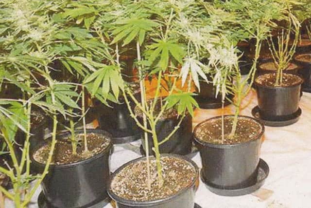 Shaw had been growing cannabis at his Grangemouth home