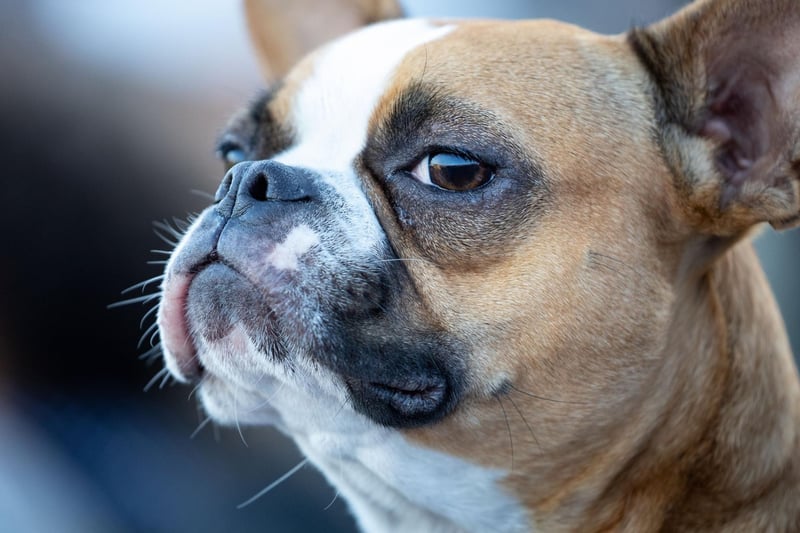 Adorable Boston Terriers are prone to developing a condition known as 'cherry eye', where the tear gland sticks out and becomes red and painful. it can be cured with surgery.