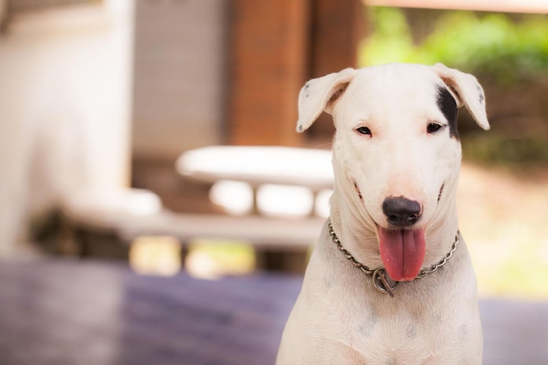 The stocky and muscular Bull Terrier was used to fight everything from bears to other dogs in the early 19th century. Now that such barbaric practices have been outlawed, the breed remains a popular pet, with 2,431 registrations last year.