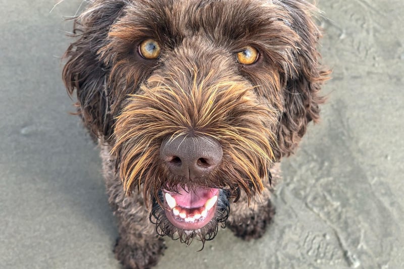 The Labradoodle has been around for a while though, even if it didn't have its own name. A Labradoodle (then simply known as a Labrador-Poodle mix) called Fang had a role in American spy spoof television series 'Get Smart' in the 1950s.