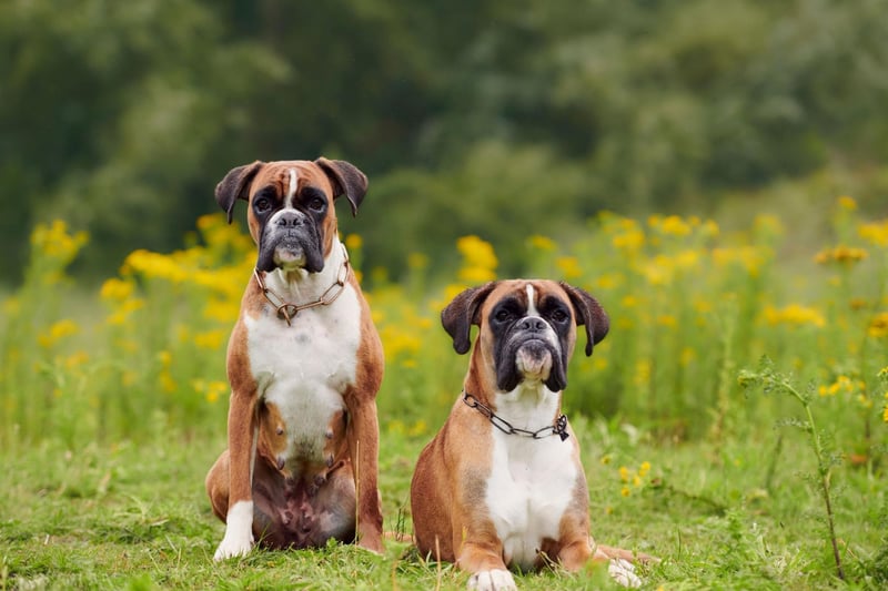 Boxers have ancestors that can be traced to the ancient Assyrians more than four thousand years ago. They were powerful and brave dogs, often used in war.