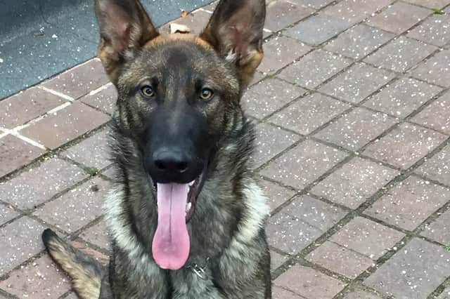 Police dog Chase helped to track the suspect down.