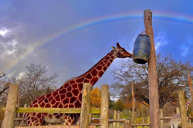 The team at Blair Drummond Safari Park have announced that Keisha, the UK's oldest giraffe has died.