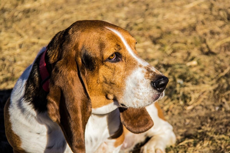 The first written mention of a Basset Hound appears in an illustrated hunting text written by Jacques du Fouilloux in 1585, where the dogs were used to hunt foxes and badgers.