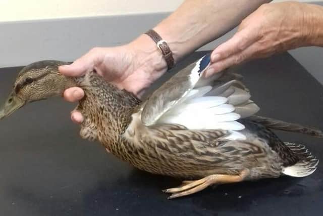 A duck had to be "put to sleep" after being injured with a crossbow arrow in Bonnybridge. Picture: Michael Gillen.