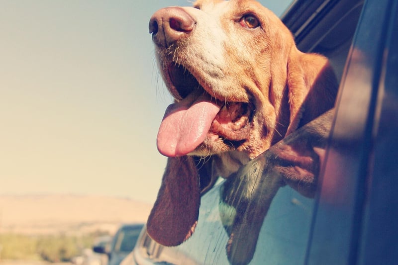 It may be one of the most placid and loving breeds of dog, but the Basset Hound isn't a breed for those of us who don't like mess. Along with a tendency to drool, these cute hounds also shed a great deal of hair and skin.