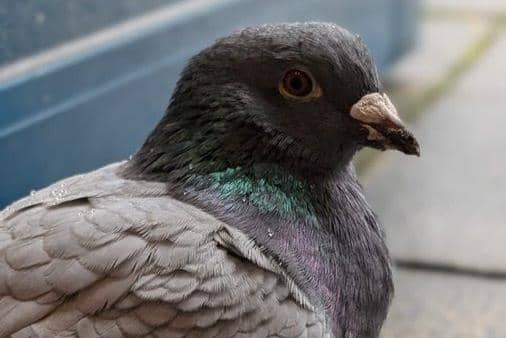 Rabbie the pigeon found by staff at Falkirk Library. Pic: Contributed