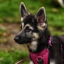 Moca was just 8 months old.
