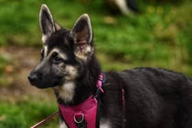 Moca was just 8 months old.