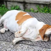 Just like their human owners, dogs can sometimes overdo the festive food over Christmas.