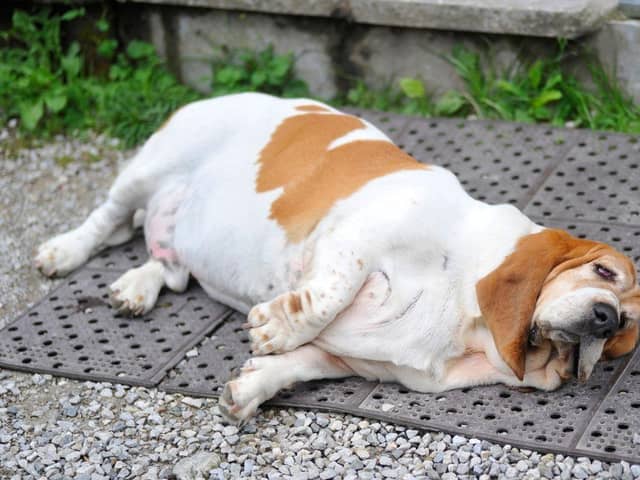 Just like their human owners, dogs can sometimes overdo the festive food over Christmas.