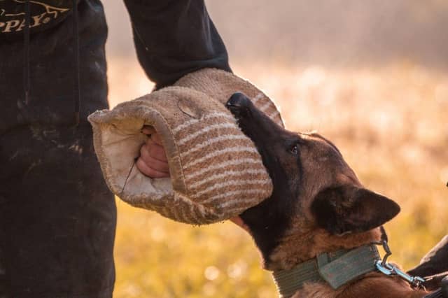 Some dogs' bites are significantly bigger than their barks.