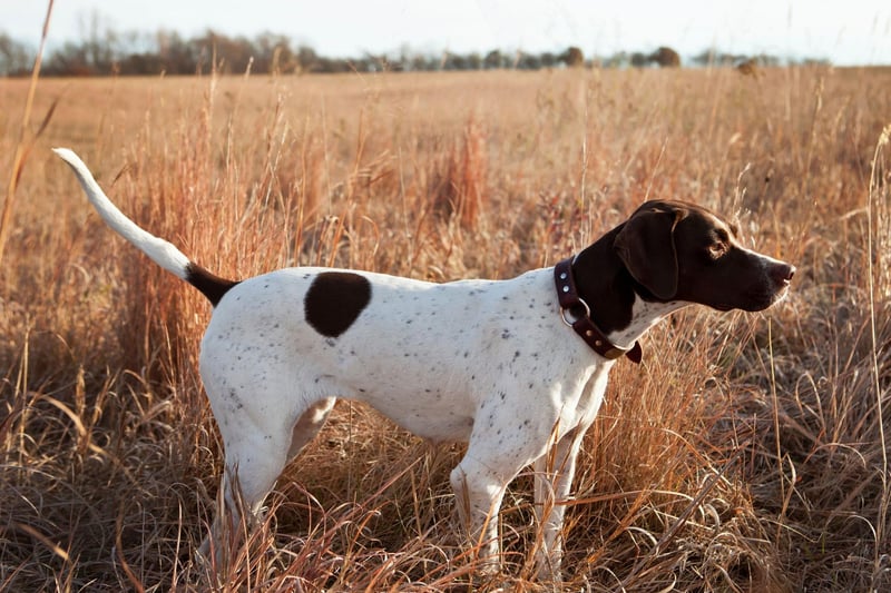Sometimes known as the English Pointer, the Pointer is considered one of the finest and most stylish of gundogs. They are adaptable, obedient dogs who are more aloof than the other dogs on this list - perhaps due to their greyhound lineage. Due to their athletic nature, they need plenty of exercise.