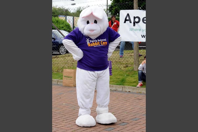 A friendly rabbit from Fairly Beloved Rabbit Care.
