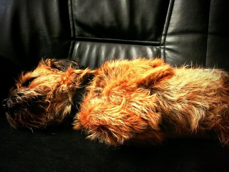 The Border Terrier has two coats - a short, soft undercoat, and a wiry, weather-resistant outer coat.