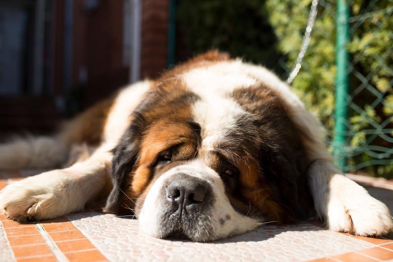 Saint Bernards are gentle giants but their sheer stature makes them unsuitable to be around small children - who they can easily knock over by accident.