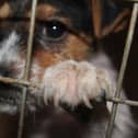 Ongoing investigations into the low welfare puppy trade have prompt the Scottish SPCA to urge anyone considering buying a puppy to think carefully about where their new pet has come from (Picture: Submitted)