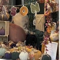Falkirk town centre shop warms hearts with 'woolly good' autumn display