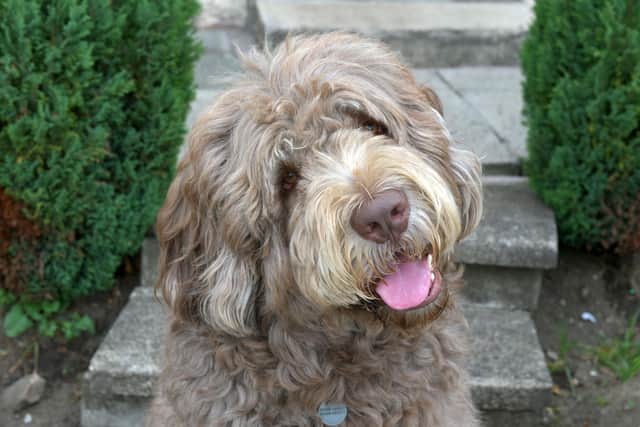 George the Newfypoo is the star of a series of children's books created by his owner. Picture: Michael Gillen.