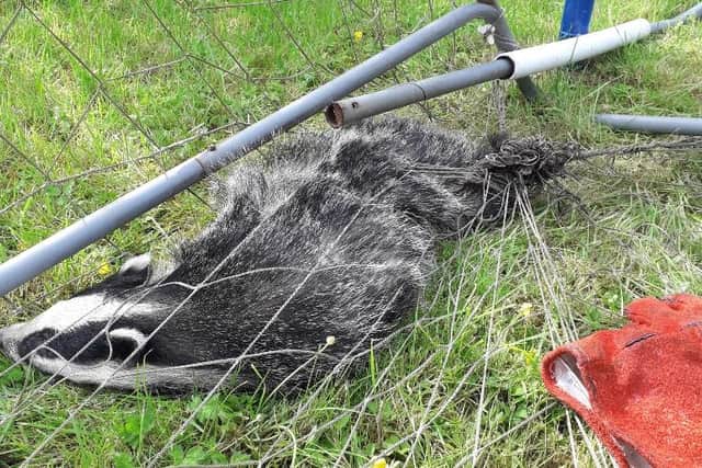 An injured badger was found entangled in a football net in a Falkirk garden.