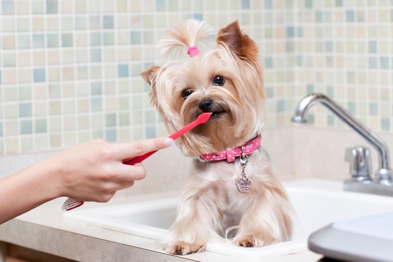 Yorkshire Terriers have a very particular combination of dental problems that can cause issues - they are genetically predisposed to have tooth decay and also often retain their baby teeth, leading to overcrowded mouths. A daily brush of the Yorkie's teeth is a good idea.
