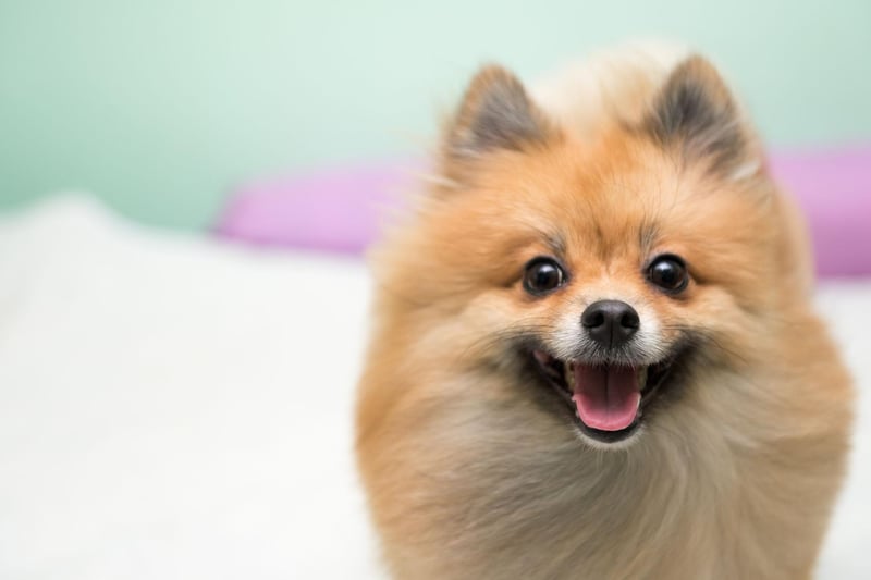 The Pomeranian is named after the Pomerania region in Central Europe where it was originally bred - an area that now covers parts of Germany and Poland. There were 2,632 registrations of the fluffy toy dog last year.