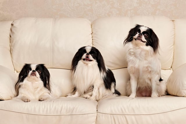 Bred solely to be a companion dog to sit on the laps of Japanese royalty, it's no wonder a Japanese Chin will look confused if it's asked to move at anything more than a suitably dignified and regal speed.
