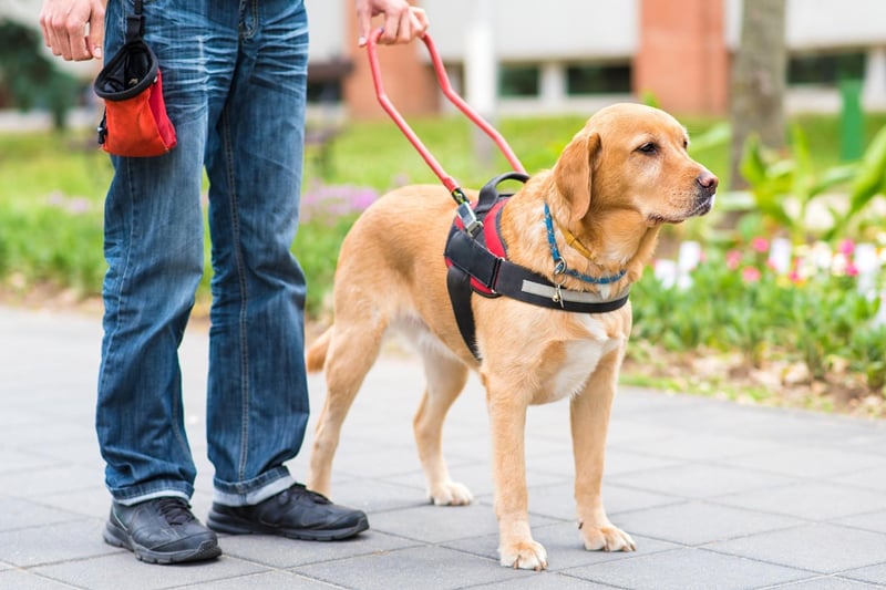 Labrador Retrievers are the world's most popular dog and they have all the attributes required to also make the best guide dogs on the planet. There are several thousand working in the UK alone.