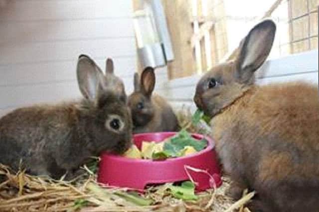 Fusco used her mother's money to pay for food and vet treatment for her animals which included rabbits
(Picture: Submitted)