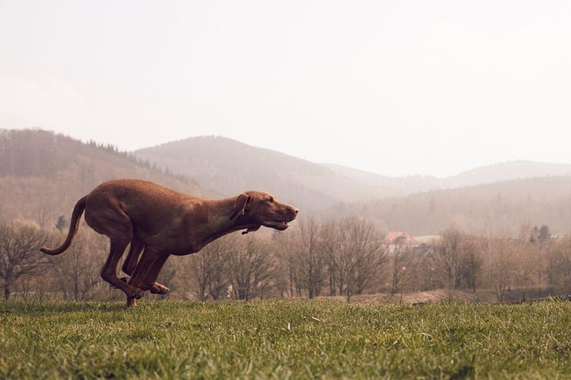 The other dog that can register up to 40mph on the canine speedometer is the Vizla. If this Hungarian breed doesn't get plenty of exercise it can become destructive