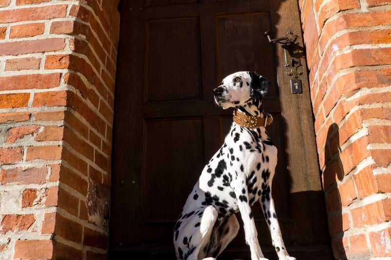 Other nicknames given to the Dalmatian over the years include the Firehouse Dog, the Carriage Dog, and the Plum Pudding Dog.