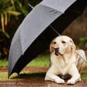 There's no problem walking a dog in the rain - but a few tips will make sure that they stay happy and healthy.
