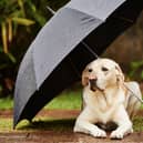There's no problem walking a dog in the rain - but a few tips will make sure that they stay happy and healthy.