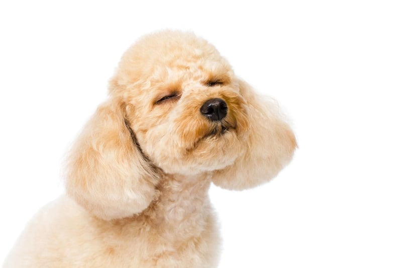 All three sizes of Poodle - toy, miniature and standard, are genetically predisposed to glaucoma. This buildup of fluid in the eye can be painful and lead to blindness, but can be managed by treatment if caught early enough by a vet.