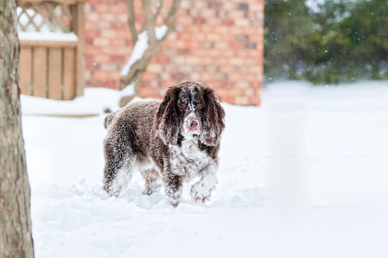The most popular dog name in the UK across all breeds is also one of the top choices for Springer Spaniels. Luna is a Latin name meaning 'moon'.