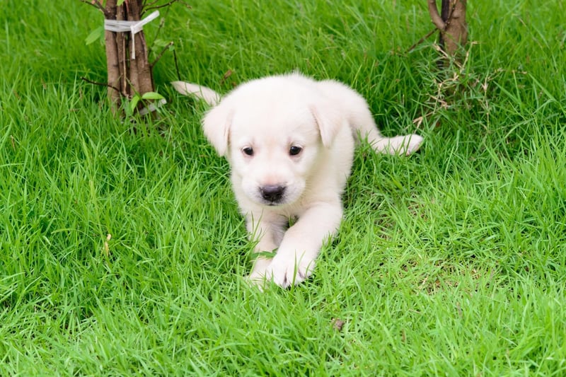 Labs are one of the most talented swimmers in the dog kingdom, making every trip to the beach or a river an entertaining adventure. It's an attribute that dates back to their days retrieving fishing nets - they even have webbed feet to help power them through the water.