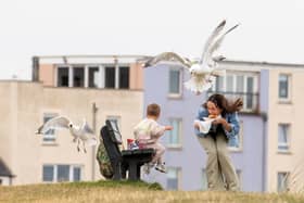 Tourist Erica Campbell is swooped on by seagulls while at The Cheesy Toasty Shack in St Andrews. Pic: Katielee Arrowsmith/SWNS