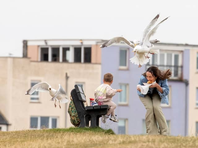 Tourist Erica Campbell is swooped on by seagulls while at The Cheesy Toasty Shack in St Andrews. Pic: Katielee Arrowsmith/SWNS