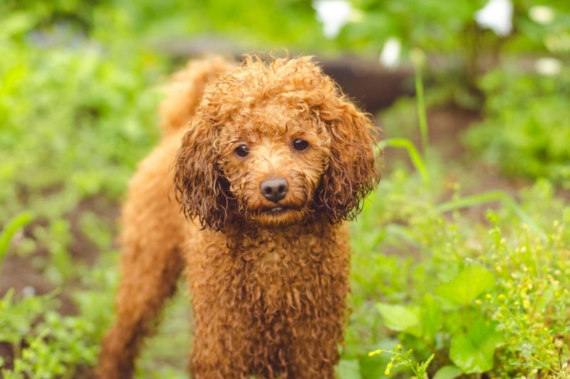 The tiny Toy Poodle comes with health issues that don't exist in the larger breeds of Poodle - particularly a habit of developing bladder stones that can require surgery to remove. Their small size also makes them susceptible to seizures and collapse due to low blood sugar.
