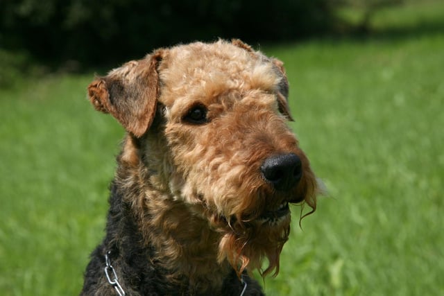 Five dog breeds have won four Best in Show titles - the first of which is the Airedale Terrier.